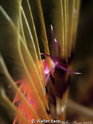"Shy"
 by Walter Bassi 